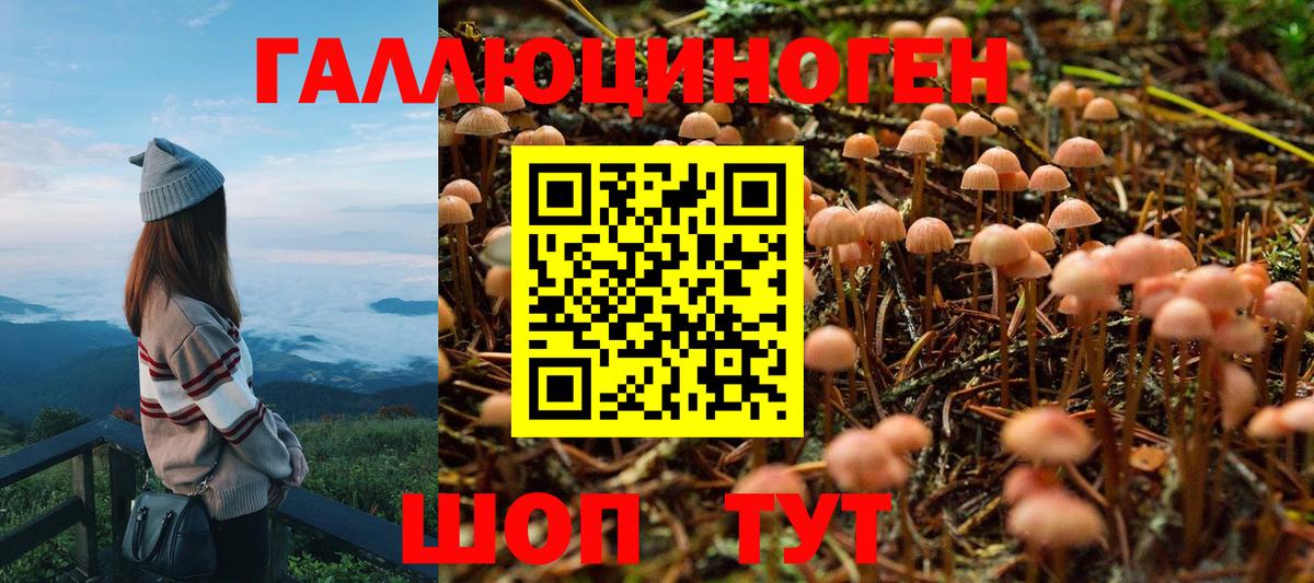 Псилоцибиновые грибы Cubensis Лысьва